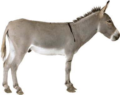 0 Donkeys - Donkey With White Background (400x400), Png Download