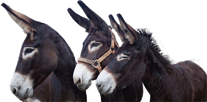 Ipad - Apple Ipad Family (725x367), Png Download