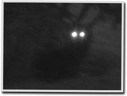 Luck Be A Mothman Tonight - Moon (437x337), Png Download