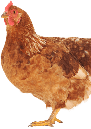 Chicken - Rooster (373x527), Png Download