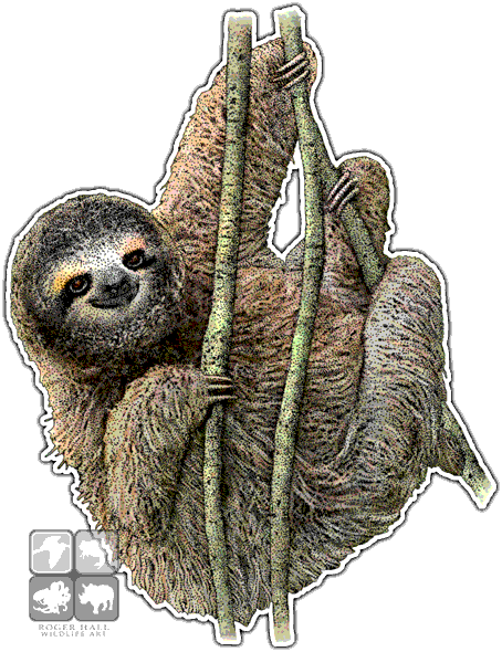 Pygmy Three-toed Sloth Decal - Pygmy Three-toed Sloth Mug (454x590), Png Download