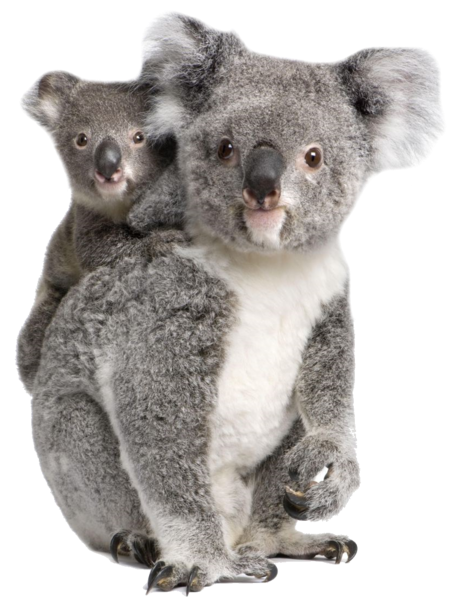 Koala Bear - Koala Joeys (baby Animals) (501x600), Png Download