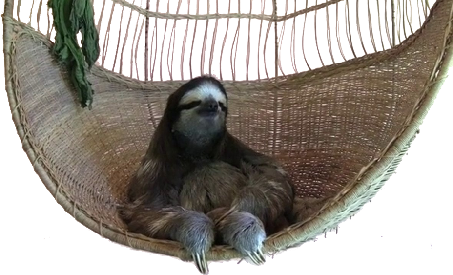 View Swing Sloth Png , - You Gon Act Like A Bitch You Gon Die Like A Bitch (928x563), Png Download