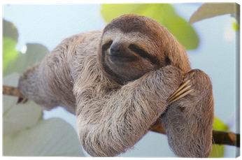 Manuel Antonio Costa Rica Sloth (400x400), Png Download