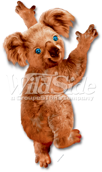 Koala Bear Hanging On - Koala (675x675), Png Download