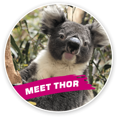 Thor Was Born In January 2017 And His Mother Is Euky, - Koala (444x450), Png Download
