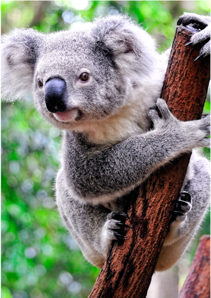 Koala On Tree (600x600), Png Download