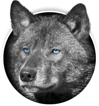Gray Wolf (348x374), Png Download