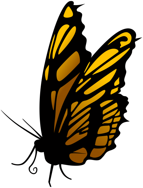 Free Png Butterfly Png Images Transparent - Butterfly Png (481x630), Png Download