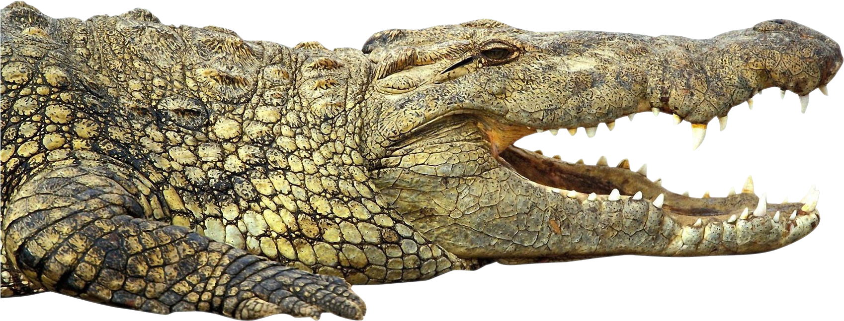 Crocodile Png (1750x969), Png Download