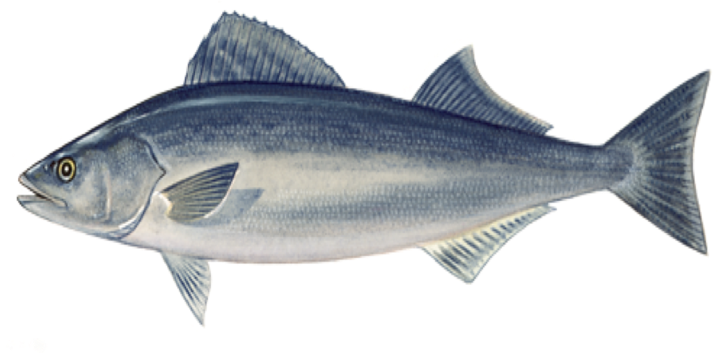 Sablefish - Sable Fish Png (1040x548), Png Download