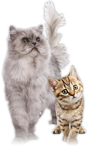 Cat And Kitten Food - Cat And Kitten Png (307x503), Png Download