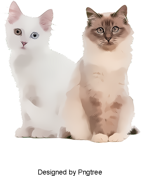 Cat (800x800), Png Download