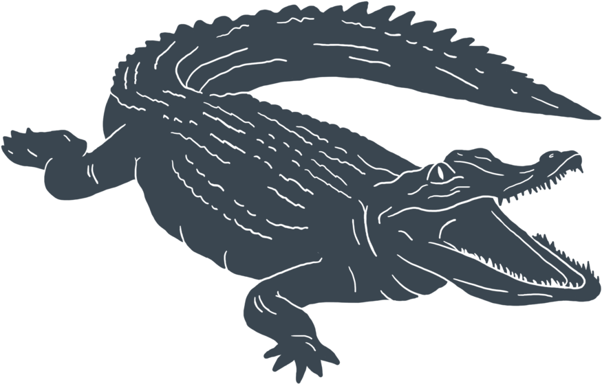 Alligator - Alligators (1000x1000), Png Download