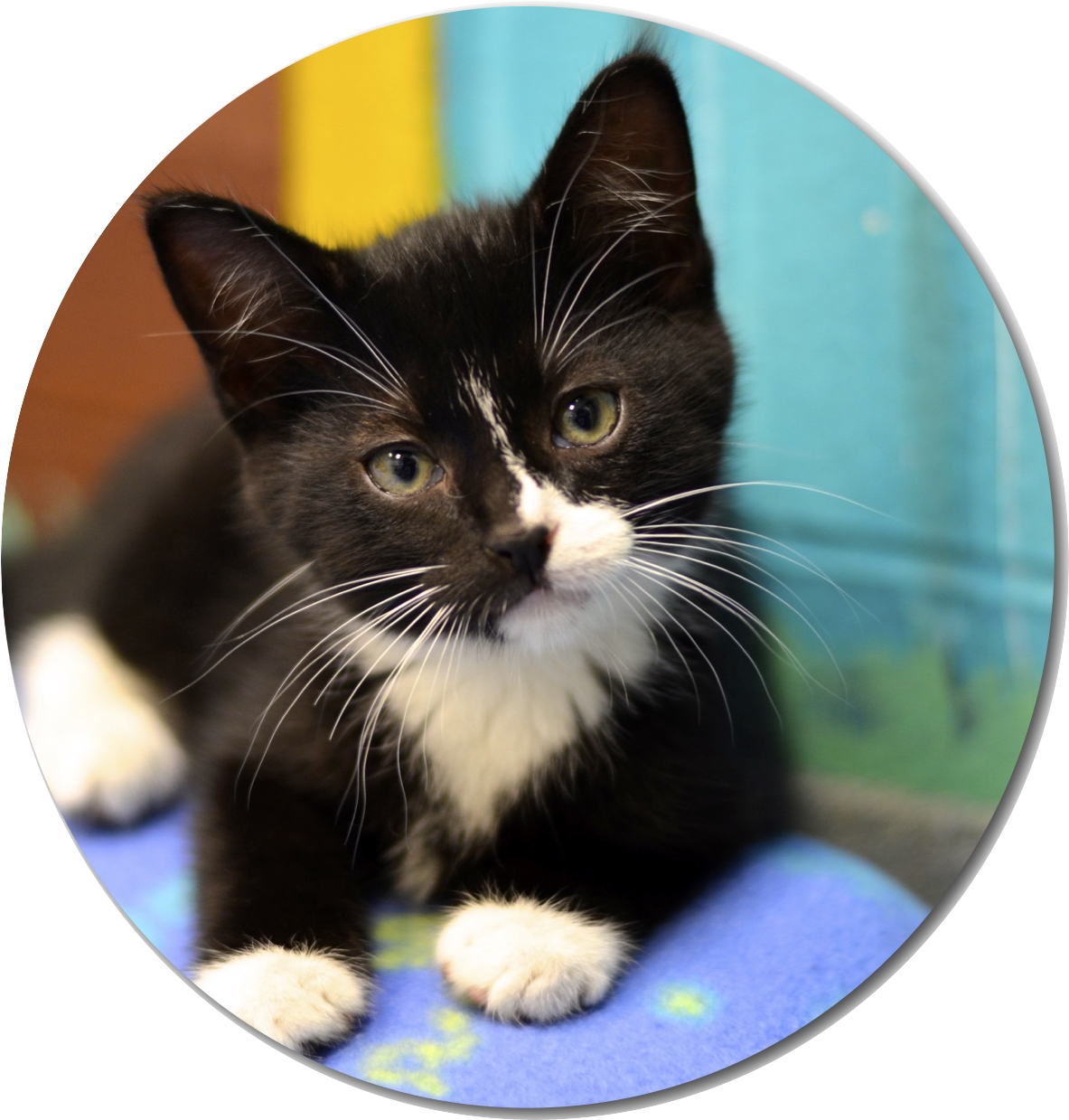Cherokee County Animal Shelter (1275x1650), Png Download