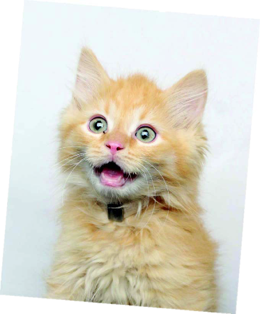 Kitten - Cat Yawns (373x450), Png Download