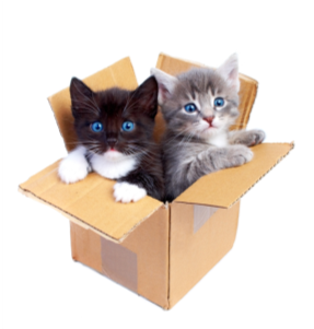 Just Say No - Cats For Sale In A Box (500x312), Png Download