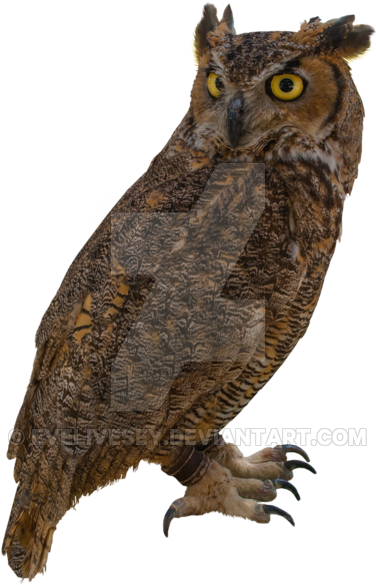 Owl Png By Evelivesey Pluspng - Portable Network Graphics (400x608), Png Download