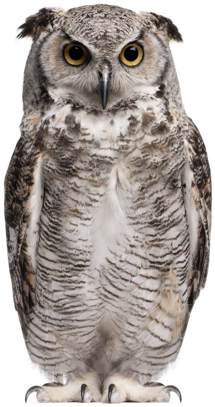 Owl Png Background Image - Great Horned Owl White Background (1100x1431), Png Download