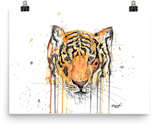 Image Of 'tiger' - Snow Leopard (1000x1000), Png Download