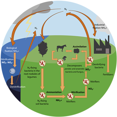 Body Odor Occurs Because The Bacteria Living On Our - Positive And Negative Feedback Loop In Environmental (620x417), Png Download