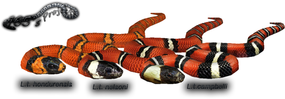 Milk Snake Variants - Sonoran Coral Snake (1024x364), Png Download