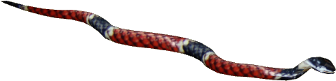Painted Coral Snake - Sonoran Coral Snake (533x533), Png Download