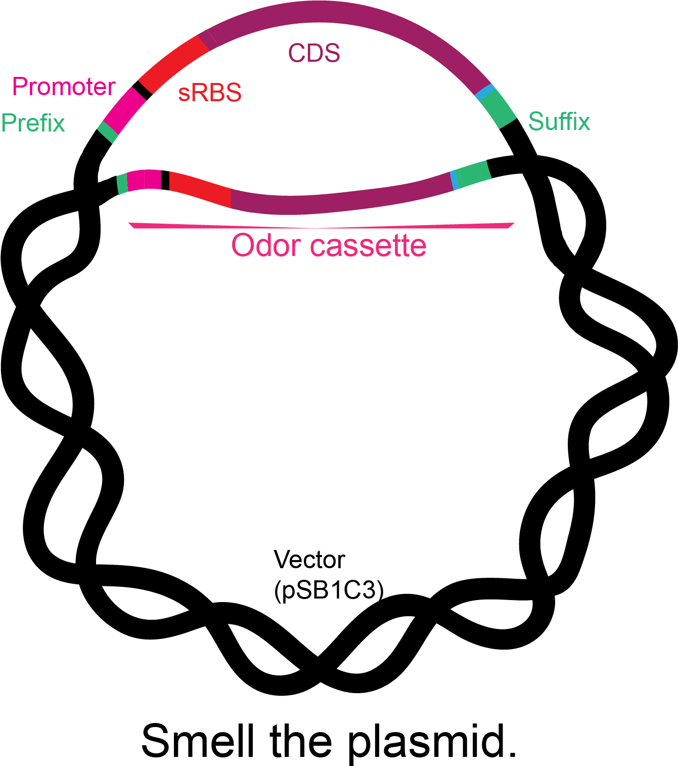 Basic Structure Of The Odor Cassettes - Circle (1340x1525), Png Download