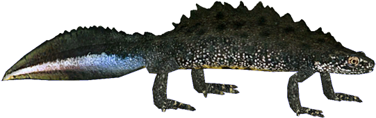 Newt - Newt Png (540x540), Png Download