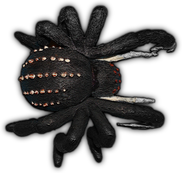 I Tried To Keep The Original Scale - Dundjinni Spider (600x569), Png Download