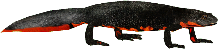 Firebelliednewt - Library (900x902), Png Download