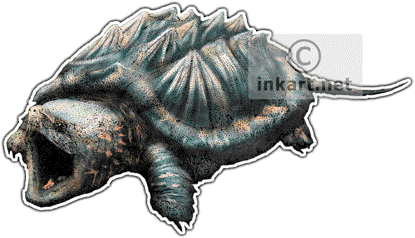 Alligator Snapping Turtle Decal - Alligator Snapping Turtle Illustration (590x338), Png Download