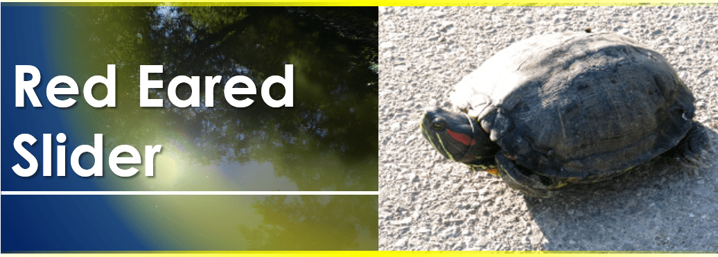 Red Eared Slider (1036x371), Png Download
