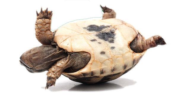 Turtle Upside Down (576x332), Png Download