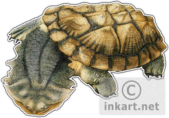 Matamata Turtle Decal - Mata Mata Chelus Fimbriatus (590x412), Png Download