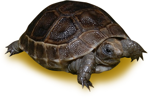 Black Greek Tortoise - Common Tortoise (633x633), Png Download