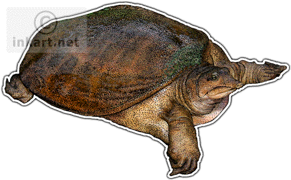 Florida Softshell Turtle Decal - Florida Softshell Turtle Wall Clock (590x371), Png Download