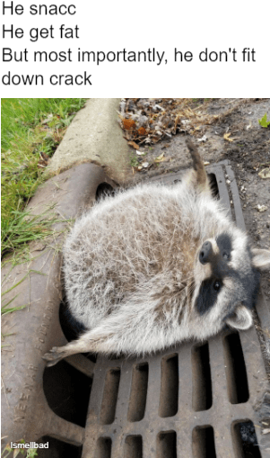#trashpanda #hesnacc #raccoon #roundanimals #absoluteunit - Absolute Unit Animals (320x531), Png Download