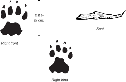 Cheetah Tracks - Diagram (484x326), Png Download