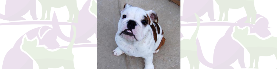 Digital Xray 29 Apr 2013 - Australian Bulldog (933x235), Png Download