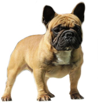 Filhotes Bulldog Francês Em Niterói - Imagens Do Bulldog Francês (347x360), Png Download