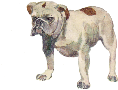 Olde English Bulldogge (495x308), Png Download
