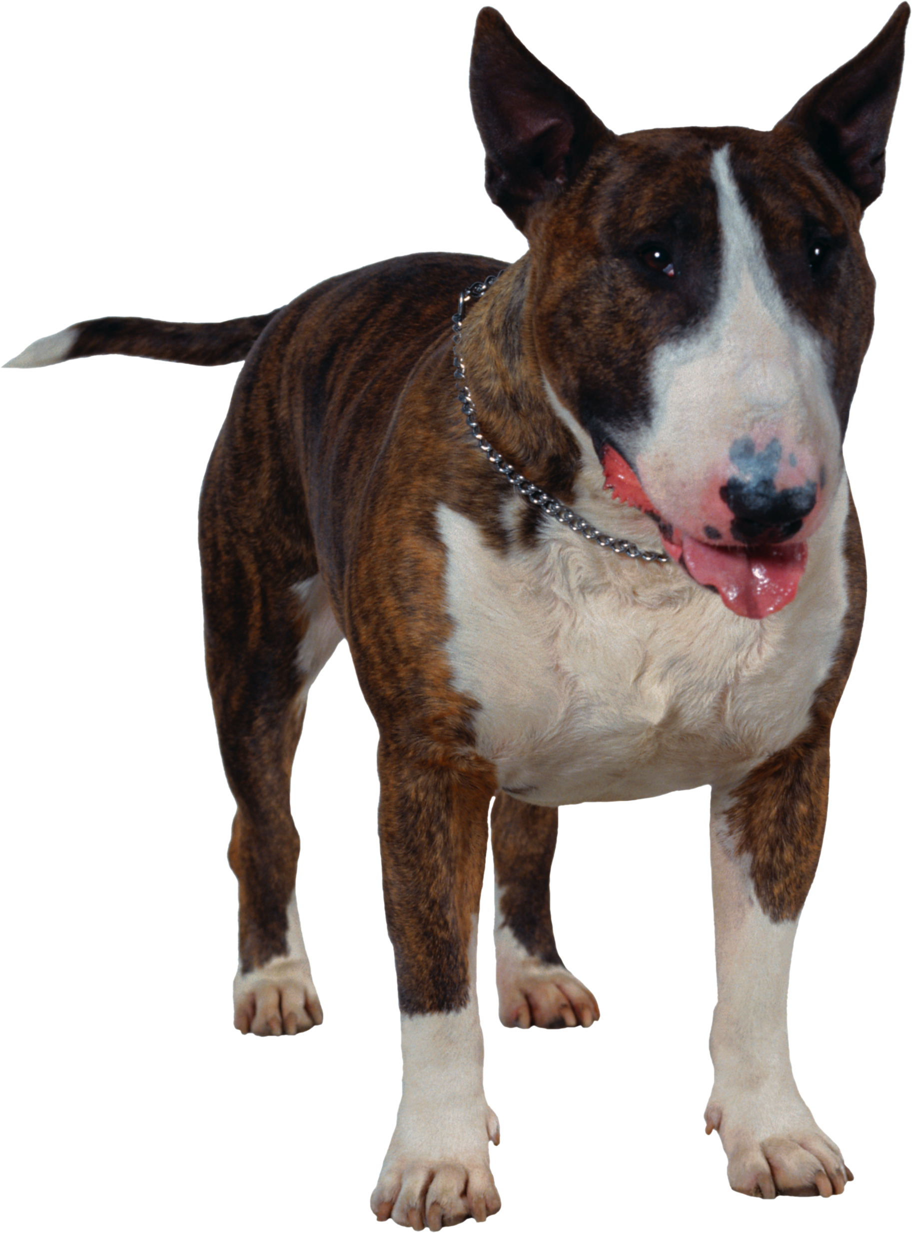 Dog Png - Bull Terrier (1825x2466), Png Download