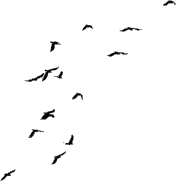 Birds Png New - Birds For Rendering (632x640), Png Download