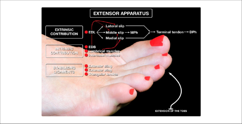 Extension Of The Toes Is The Result Of The Combined - Extensor Apparatus Foot (850x435), Png Download