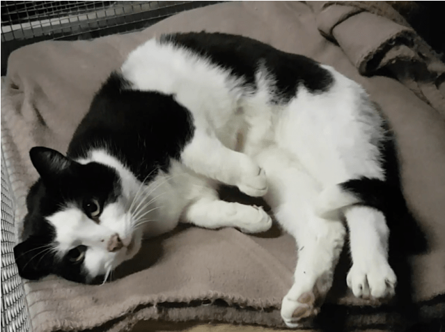 Photo Of Sylvester - Sylvester (638x638), Png Download