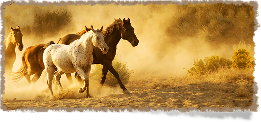 Horse (533x250), Png Download