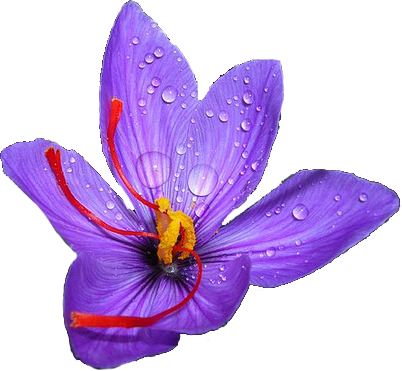 Crocus Png Clipart - 20 Saffron Crocus - Crocus Sativus Corms (402x371), Png Download