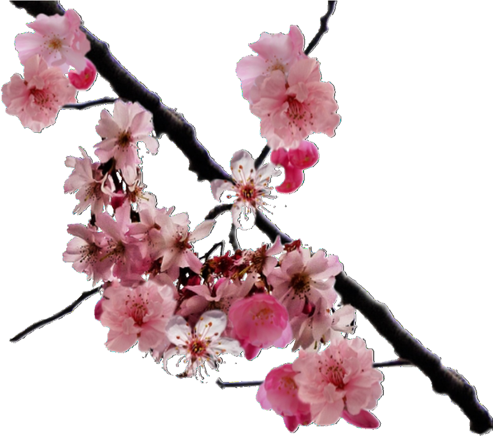 1000 Images About Editing Needs/overlays 💞 On We Heart - Cherry Blossoms Japan (1080x1066), Png Download