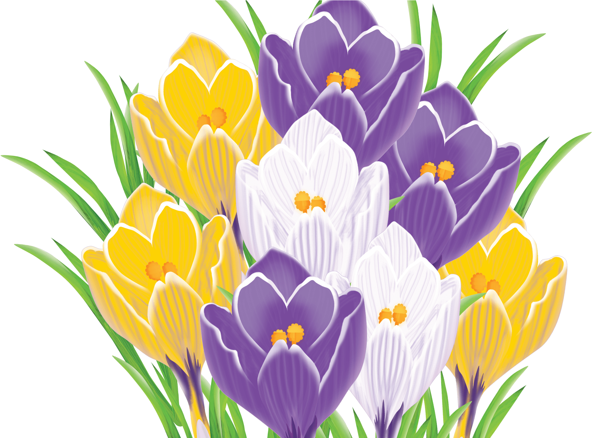 Crocus (2480x1395), Png Download